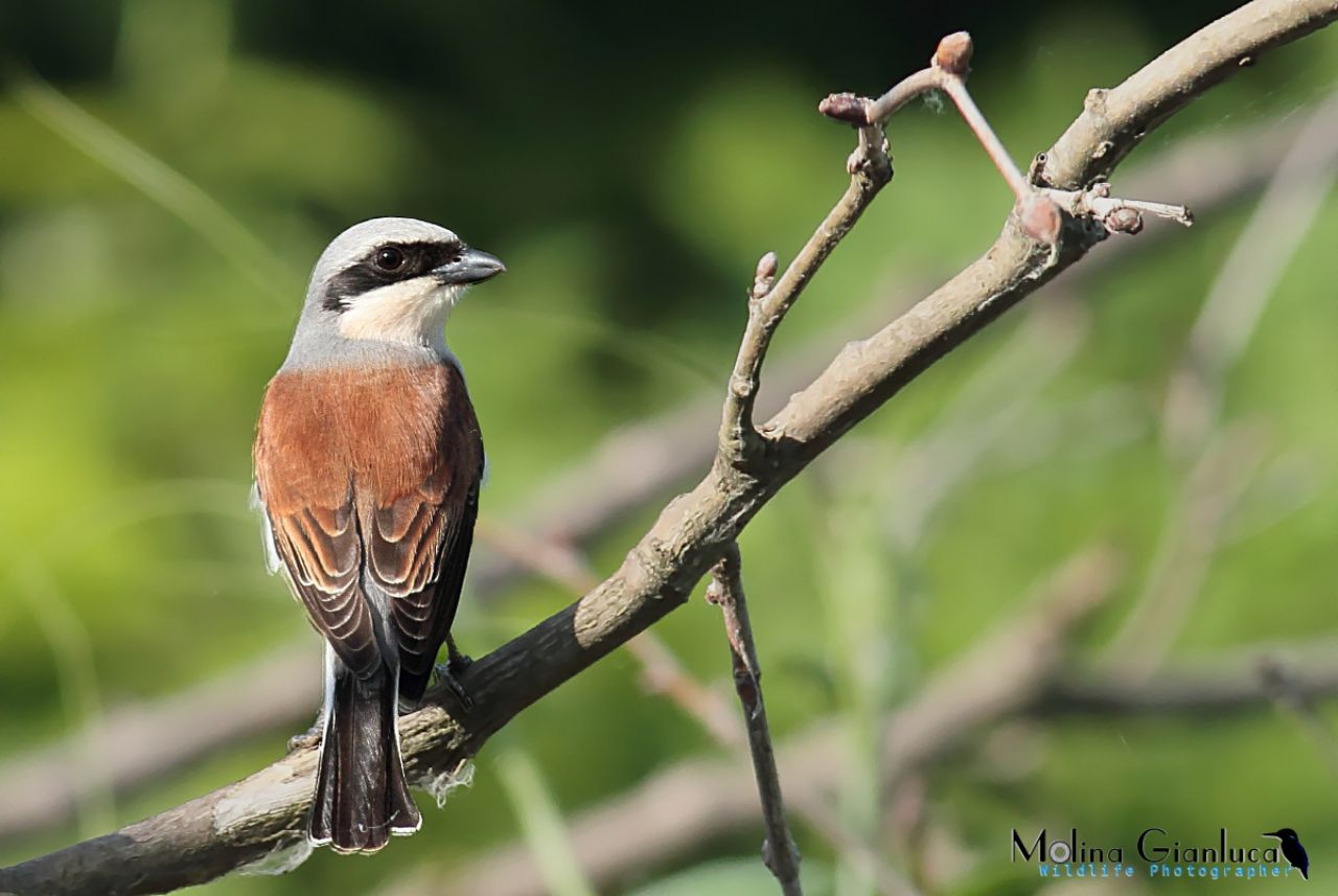 Averla Piccola - Lanius collurio